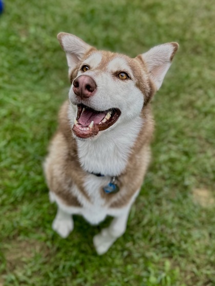 Enlarge Shiba, a Adopted mixed breed in Wautoma, WI image 3/3