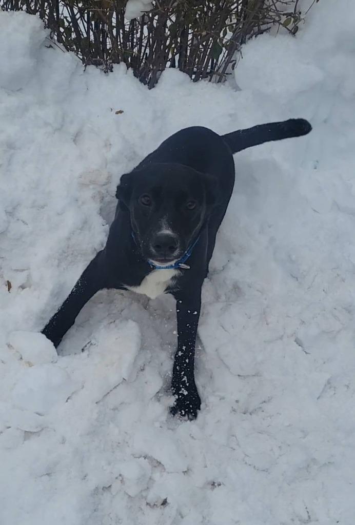 Ash, Adoptable, Young Female Mixed Breed.