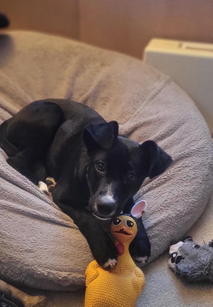 Ash, a Adoptable mixed breed in Fond Du Lac, WI image 2/5