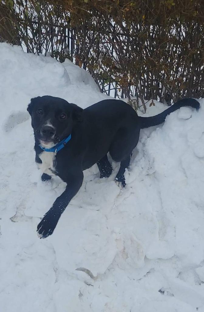 Ash, a Adoptable mixed breed in Fond Du Lac, WI image 3/5