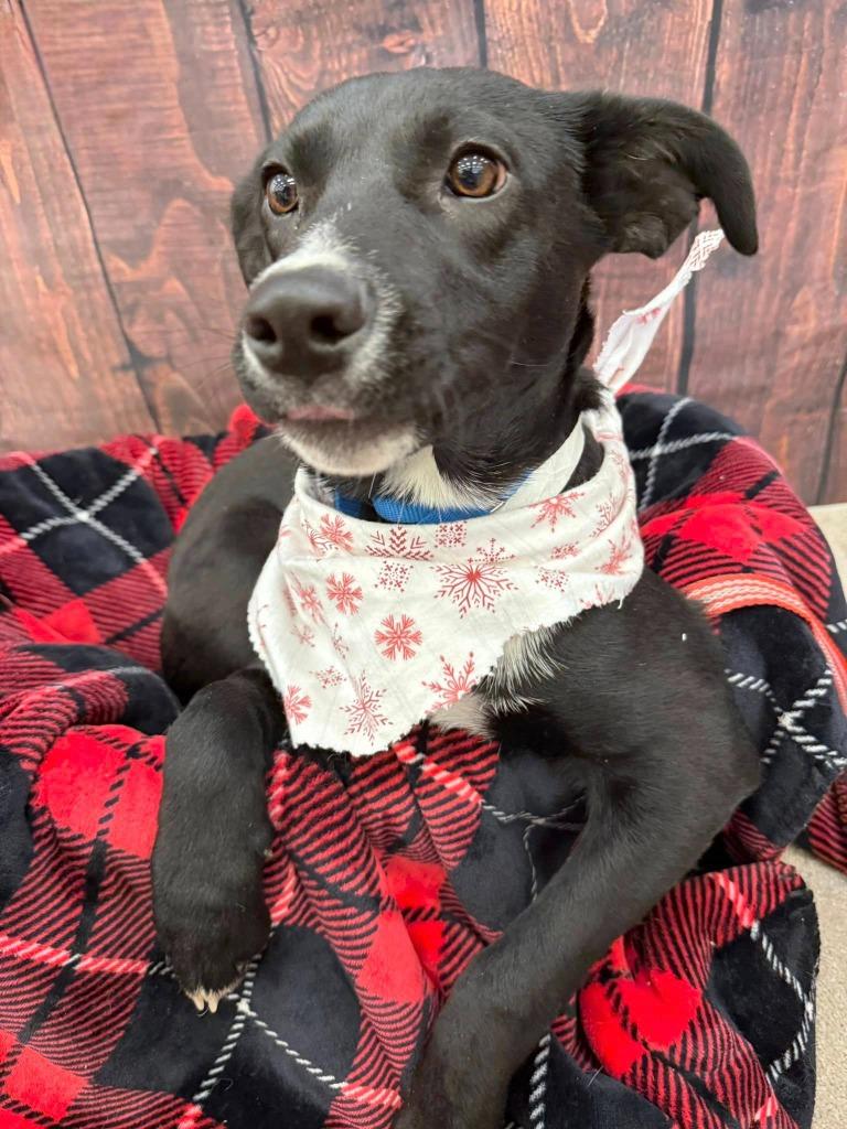 Ash, a Adoptable mixed breed in Fond Du Lac, WI image 4/5