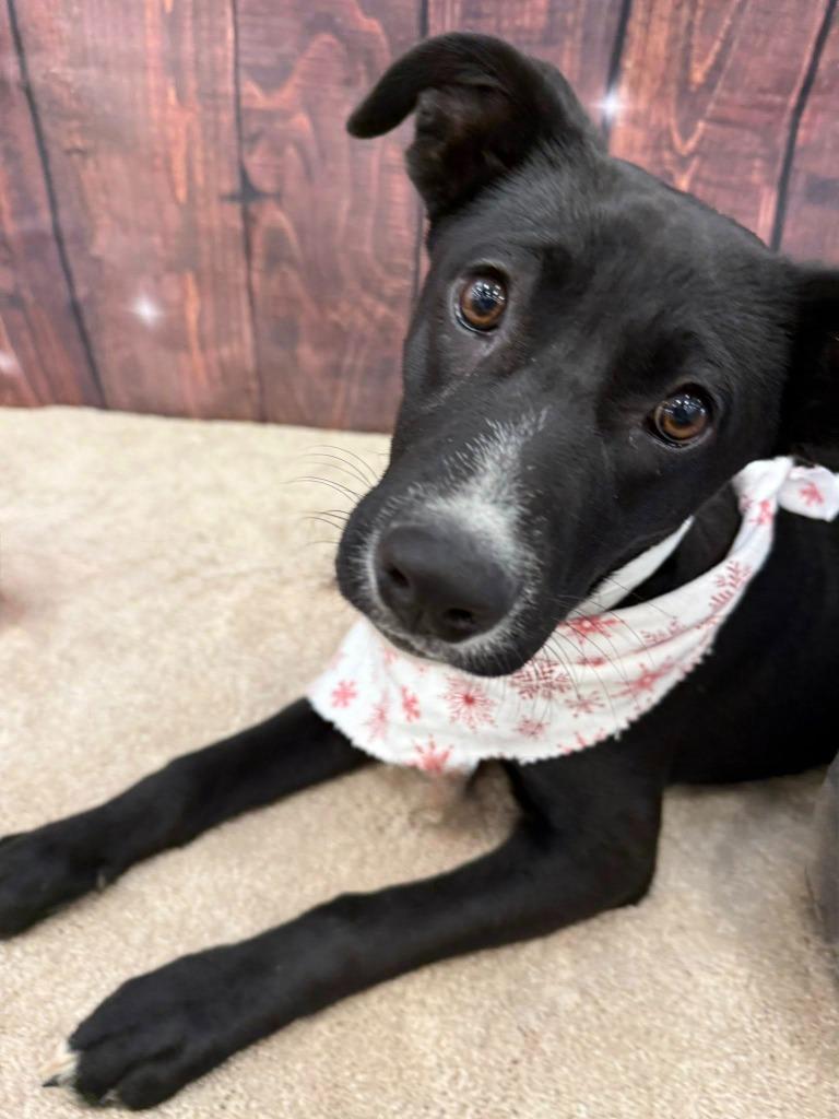 Ash, a Adoptable mixed breed in Fond Du Lac, WI image 5/5