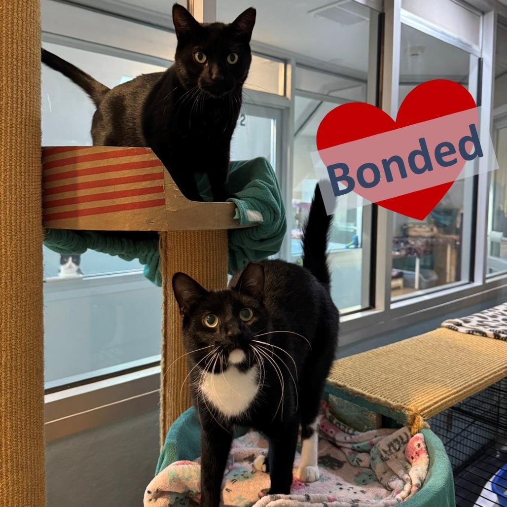 Percy & Batman, Adoptable, Adult Male Domestic Short Hair.
