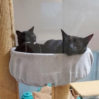 Percy & Batman, a Adoptable Domestic Short Hair in Ashland, MA image 2/4