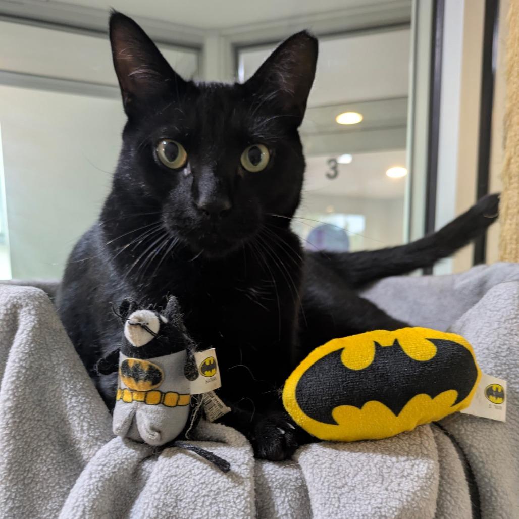 Percy & Batman, a Adoptable Domestic Short Hair in Ashland, MA image 3/4