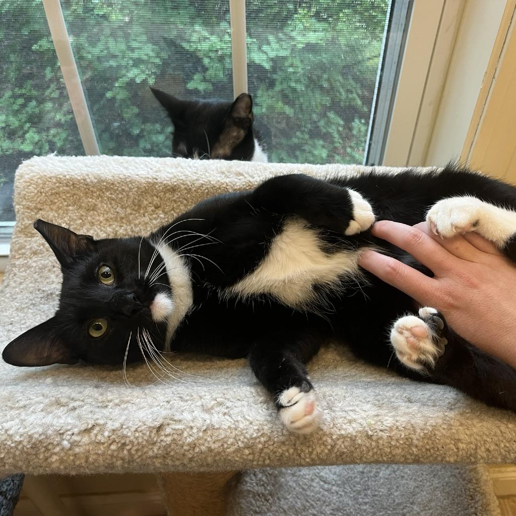 Percy & Batman, a Adoptable Domestic Short Hair in Ashland, MA image 4/4
