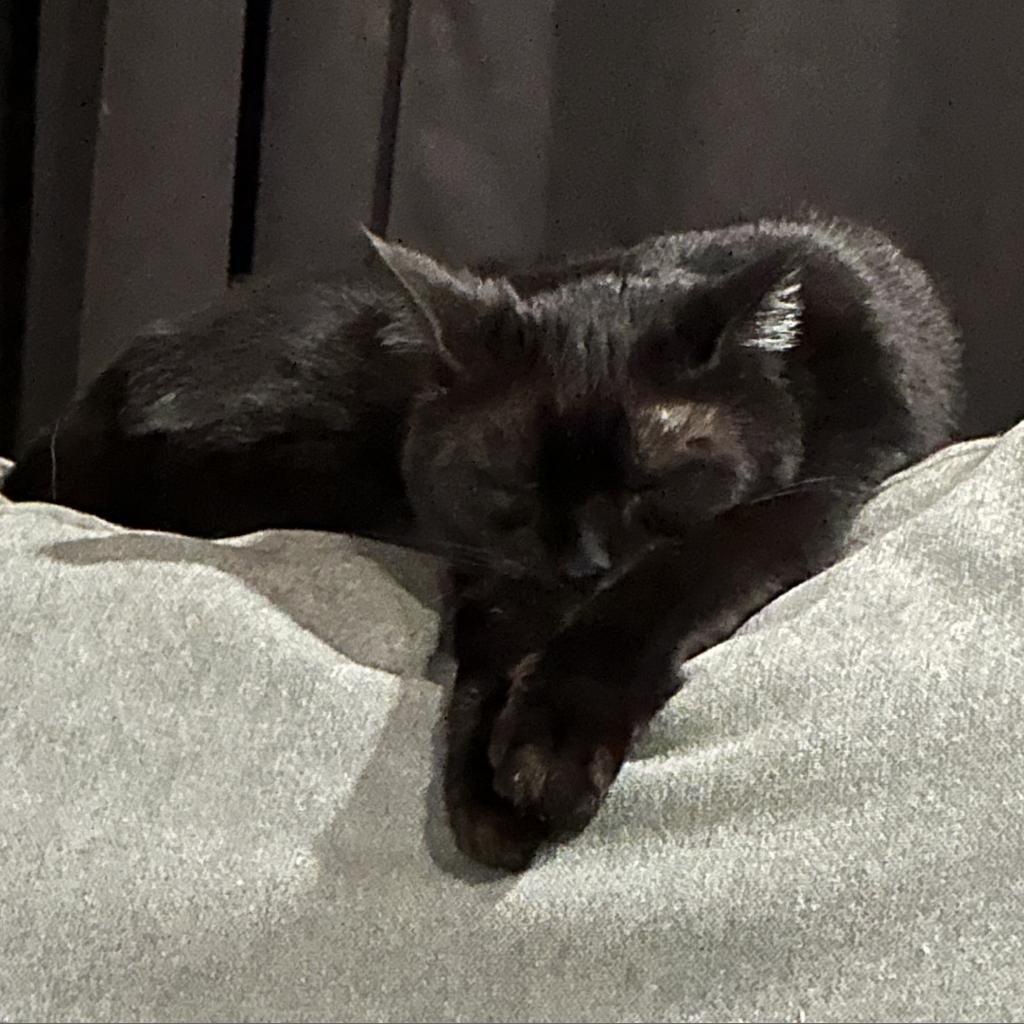 Enlarge Blair (Lyndee), a Adoptable Domestic Short Hair in Rochester, MN image 1/2