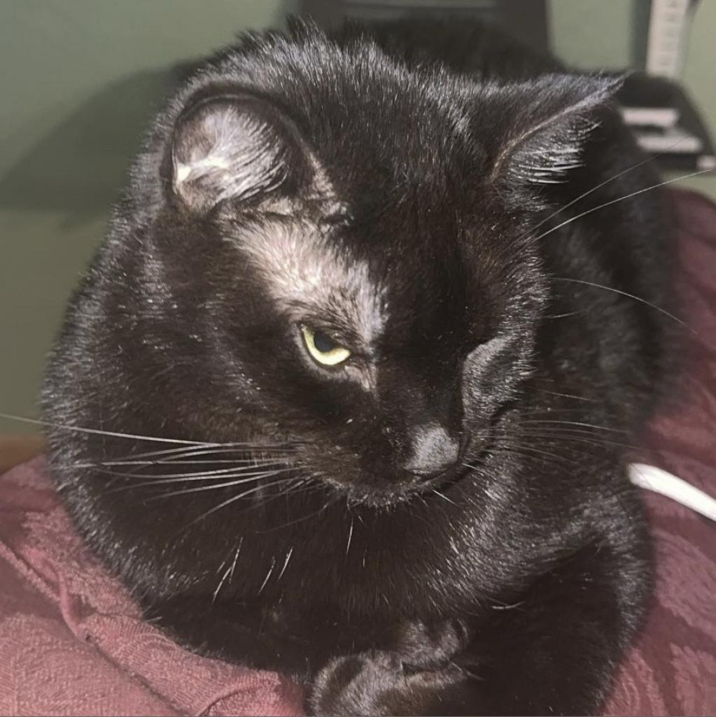 Enlarge Blair (Lyndee), a Adoptable Domestic Short Hair in Rochester, MN image 2/2