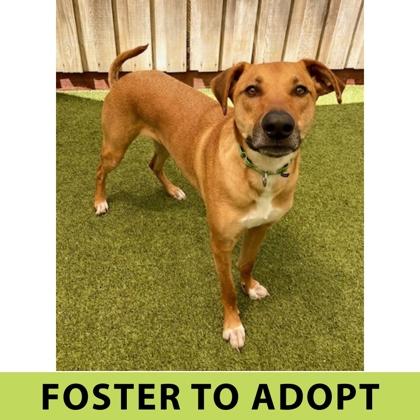 Lupin, Adoptable, Adult Male Mixed Breed & Mixed Breed.