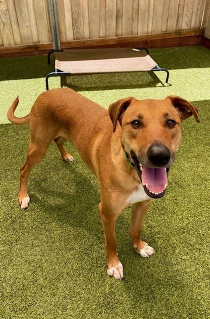 Enlarge Lupin, a Adoptable mixed breed in Eugene, OR image 2/3