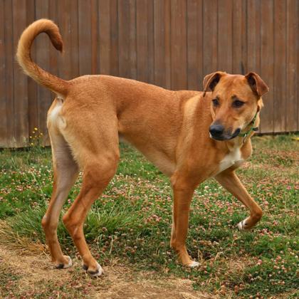 Enlarge Lupin, a Adoptable mixed breed in Eugene, OR image 3/3