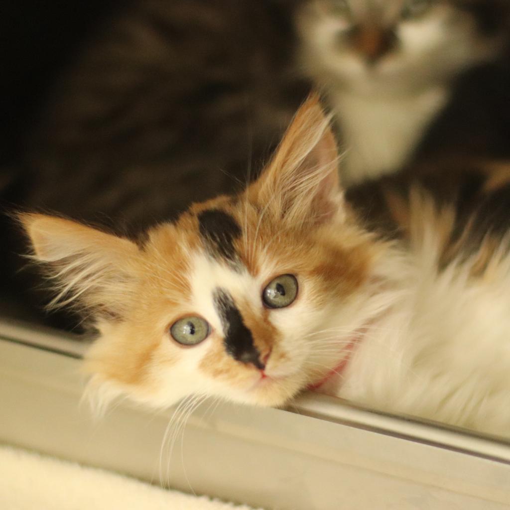 Nelly, Adoptable, Adult Female Domestic Long Hair.