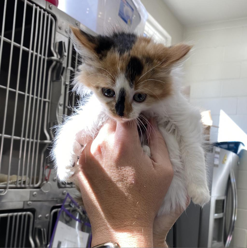 Nelly, a Adoptable Domestic Long Hair in Auburn, AL image 3/4