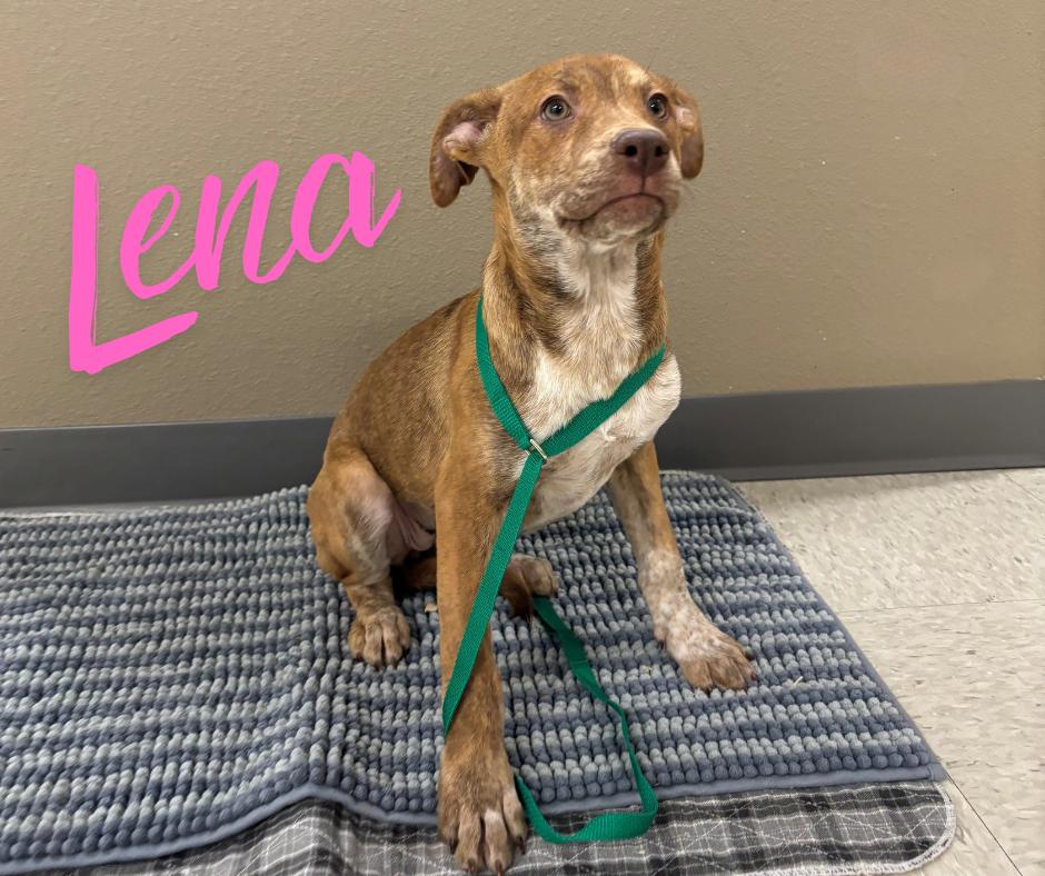Lena, ADOPTABLE, Puppy Female Husky & Australian Cattle Dog / Blue Heeler.