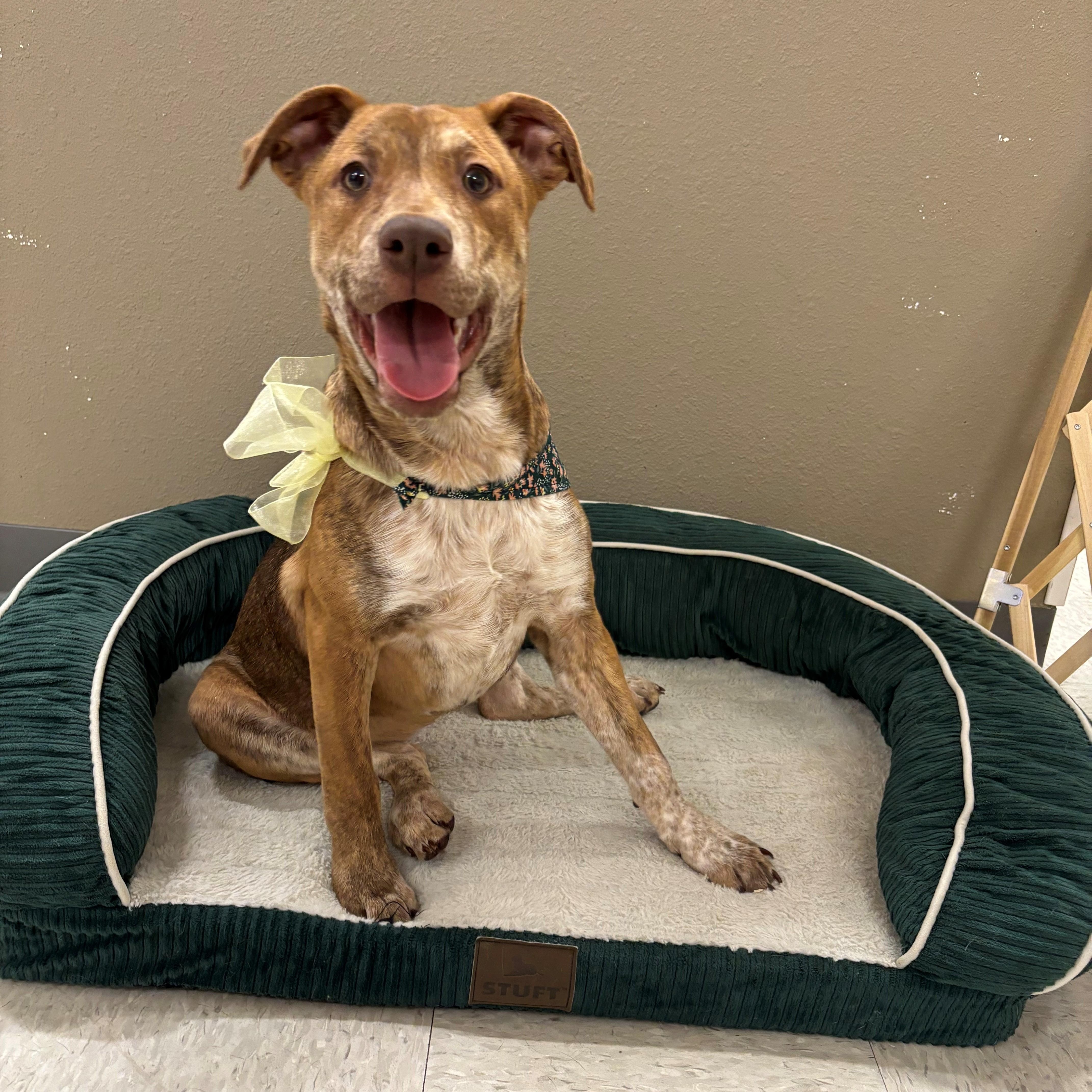 Enlarge Lena, a ADOPTABLE mixed breed in Nevada, IA image 3/3