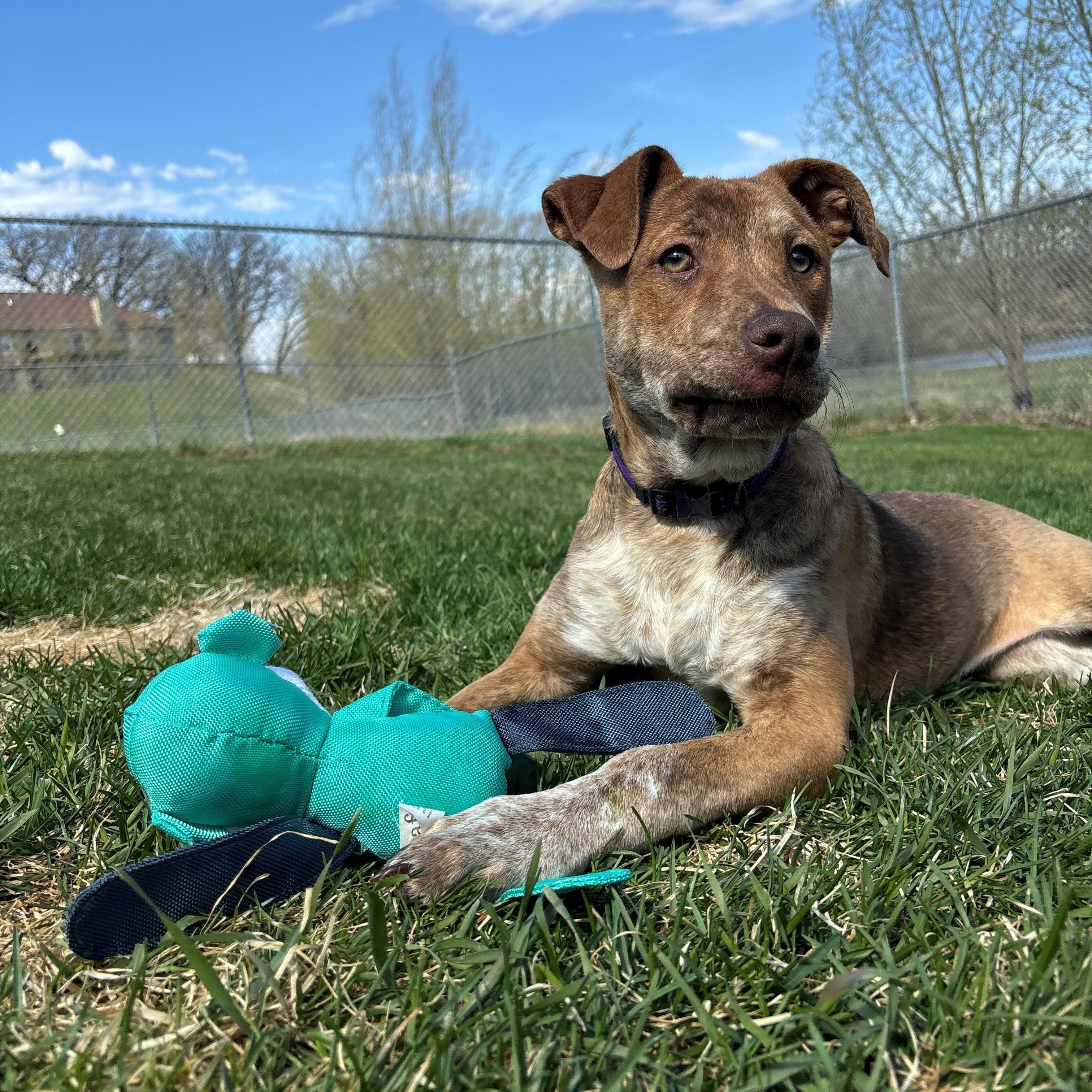 Enlarge Lena, a ADOPTABLE mixed breed in Nevada, IA image 2/3