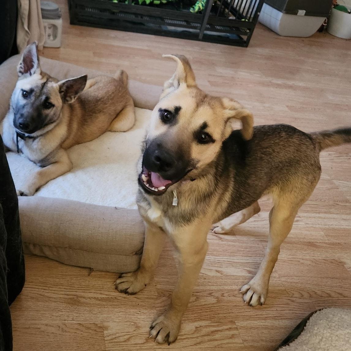 Enlarge Ivory, a ADOPTABLE mixed breed in Plattsmouth, NE image 2/2