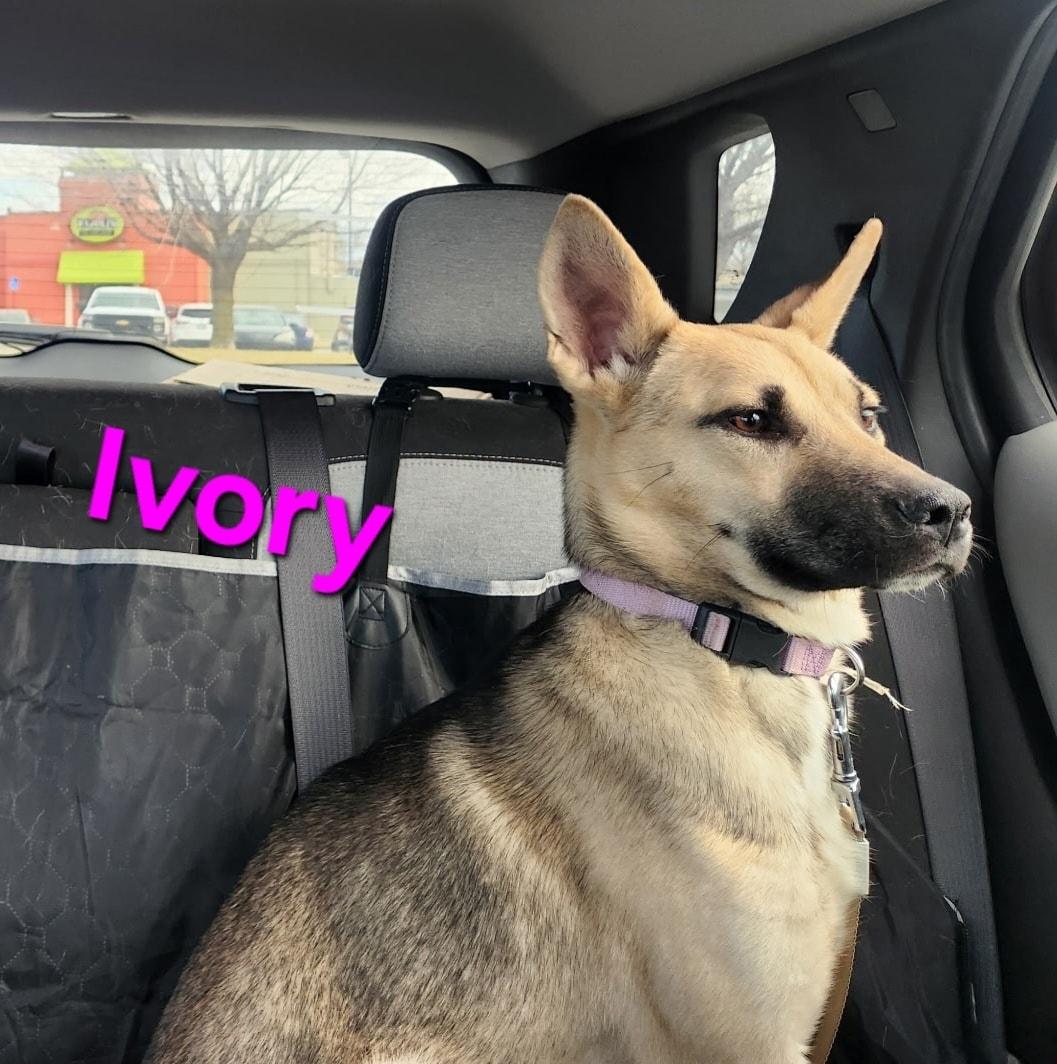 Ivory, ADOPTABLE, Puppy Female German Shepherd Dog & Husky.