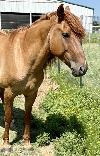 Enlarge Boba Fett, a Adoptable Mustang in Fort Worth, TX image 2/3