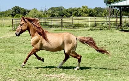 Enlarge Boba Fett, a Adoptable Mustang in Fort Worth, TX image 3/3