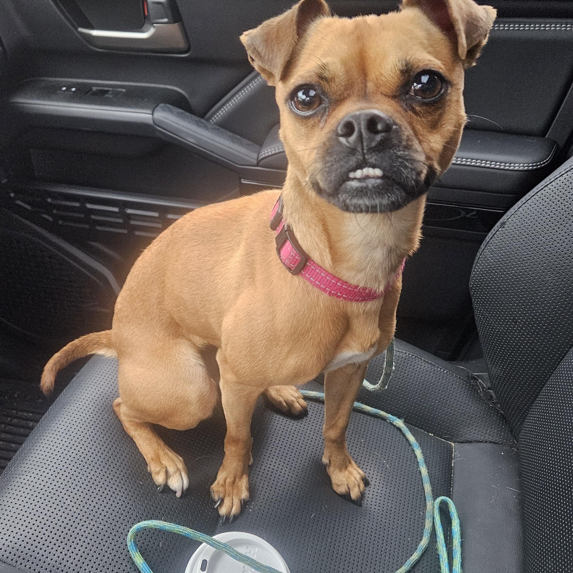 Sasha, Adoptable, Adult Female Chihuahua & Pug.