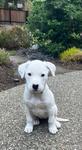 Daisy, ADOPTABLE, Puppy Female Pit Bull Terrier & Boxer.