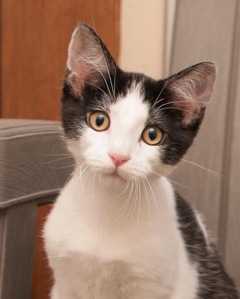 Bonbon (gets adopted with Mousse), Adoptable, Kitten Male Domestic Short Hair.