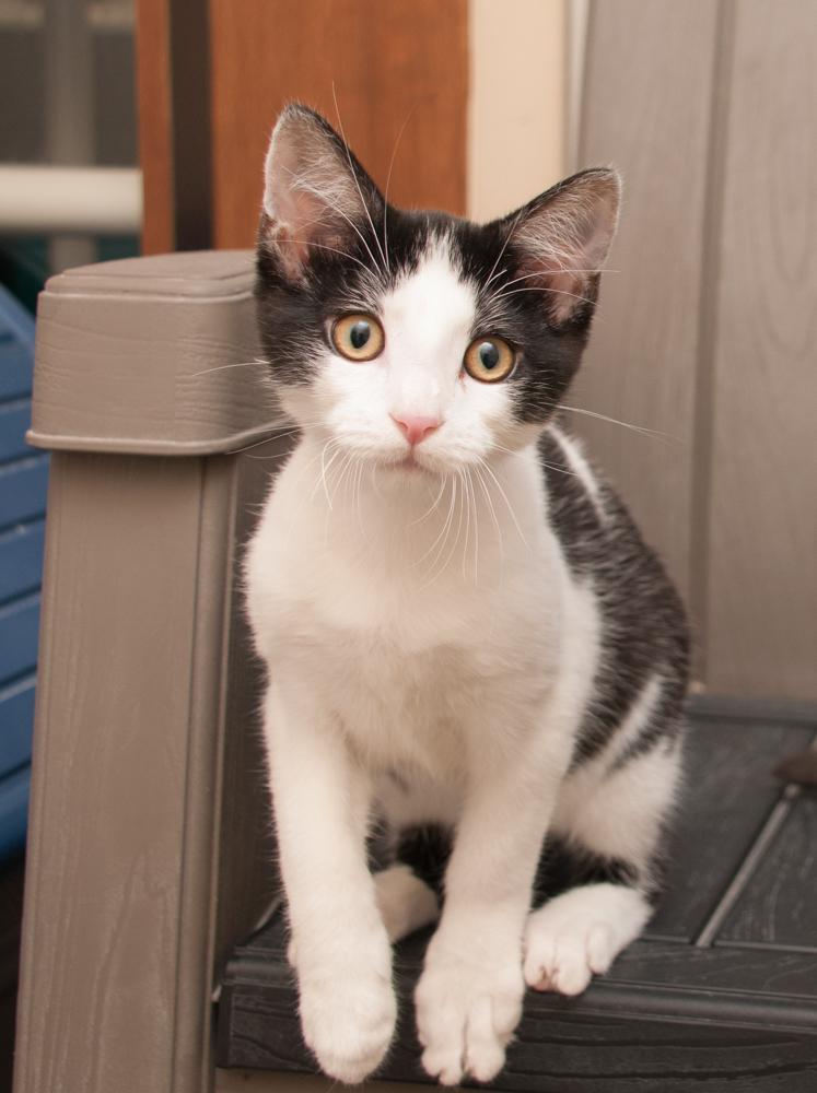 Bonbon (gets adopted with Mousse), a Adoptable Domestic Short Hair in Westminster, CO image 3/4