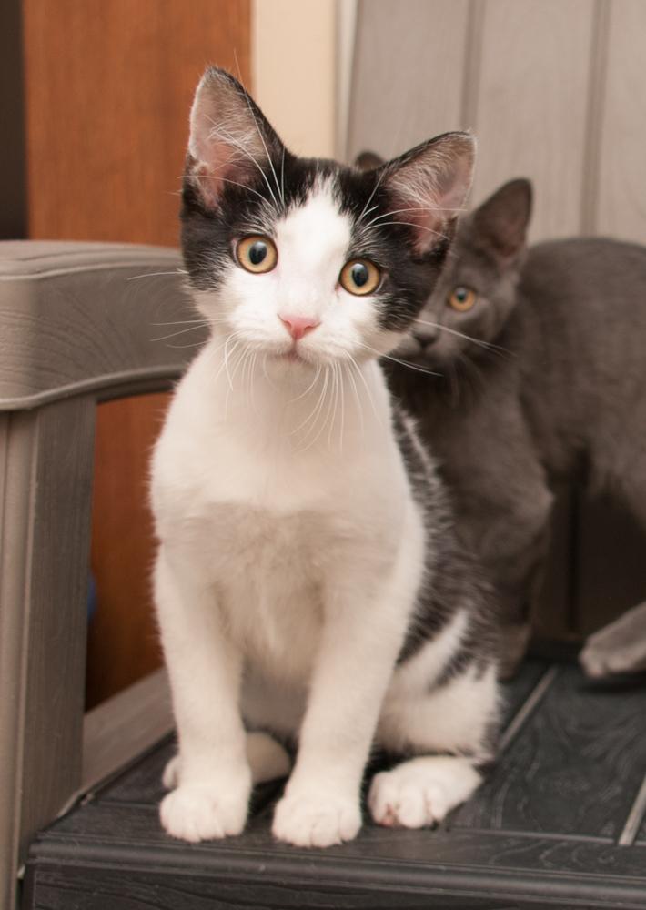 Bonbon (gets adopted with Mousse), a Adoptable Domestic Short Hair in Westminster, CO image 2/4