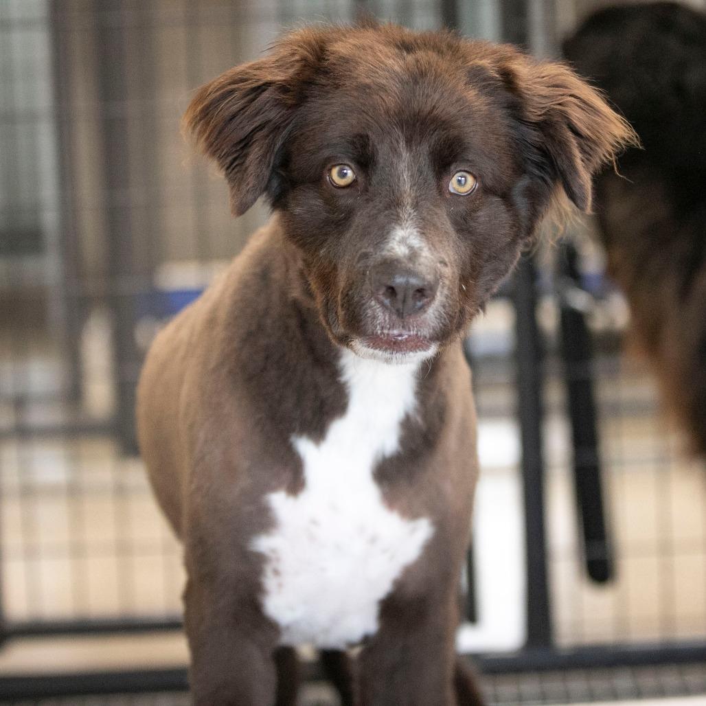 Vega (AP26-127), a Adoptable mixed breed in Peyton, CO image 1/5
