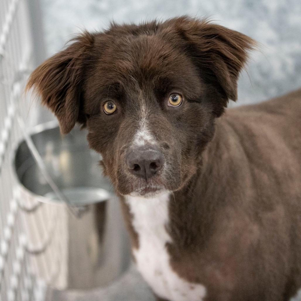 Enlarge Vega (AP26-127), a Adoptable mixed breed in Peyton, CO image 1/6
