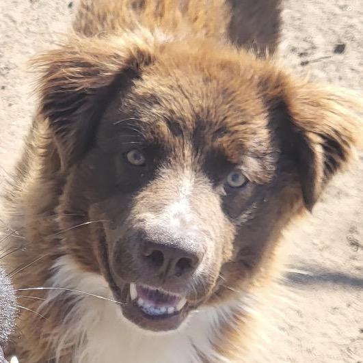 Enlarge Vega (AP26-127), a Adoptable mixed breed in Peyton, CO image 2/6