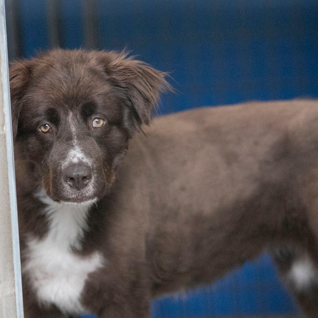 Vega (AP26-127), a Adoptable mixed breed in Peyton, CO image 2/5