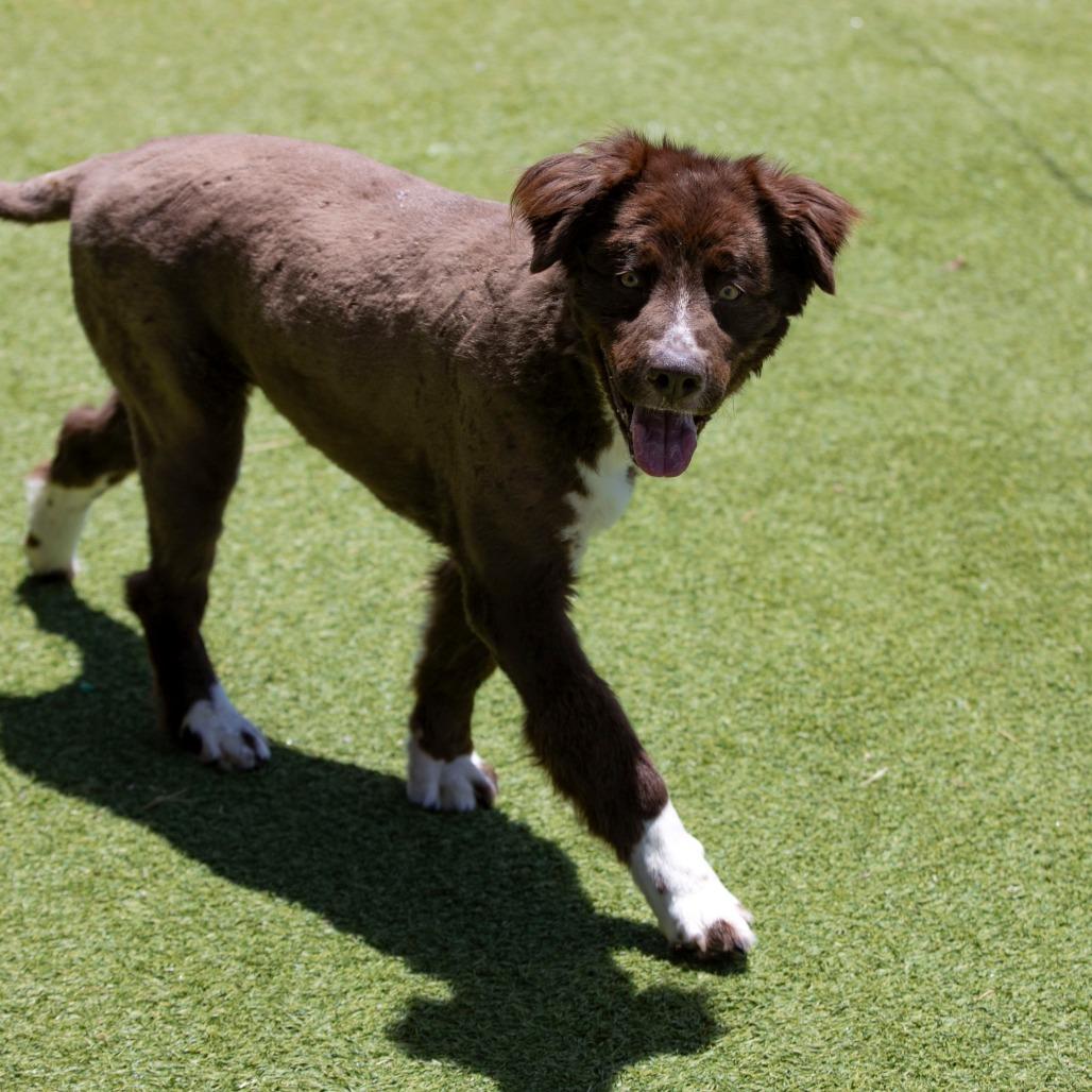 Vega (AP26-127), a Adoptable mixed breed in Peyton, CO image 3/6