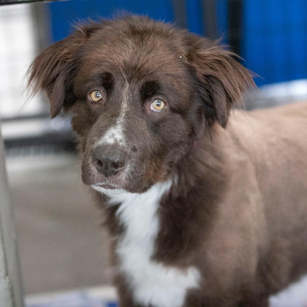 Vega (AP26-127), a Adoptable mixed breed in Peyton, CO image 4/5