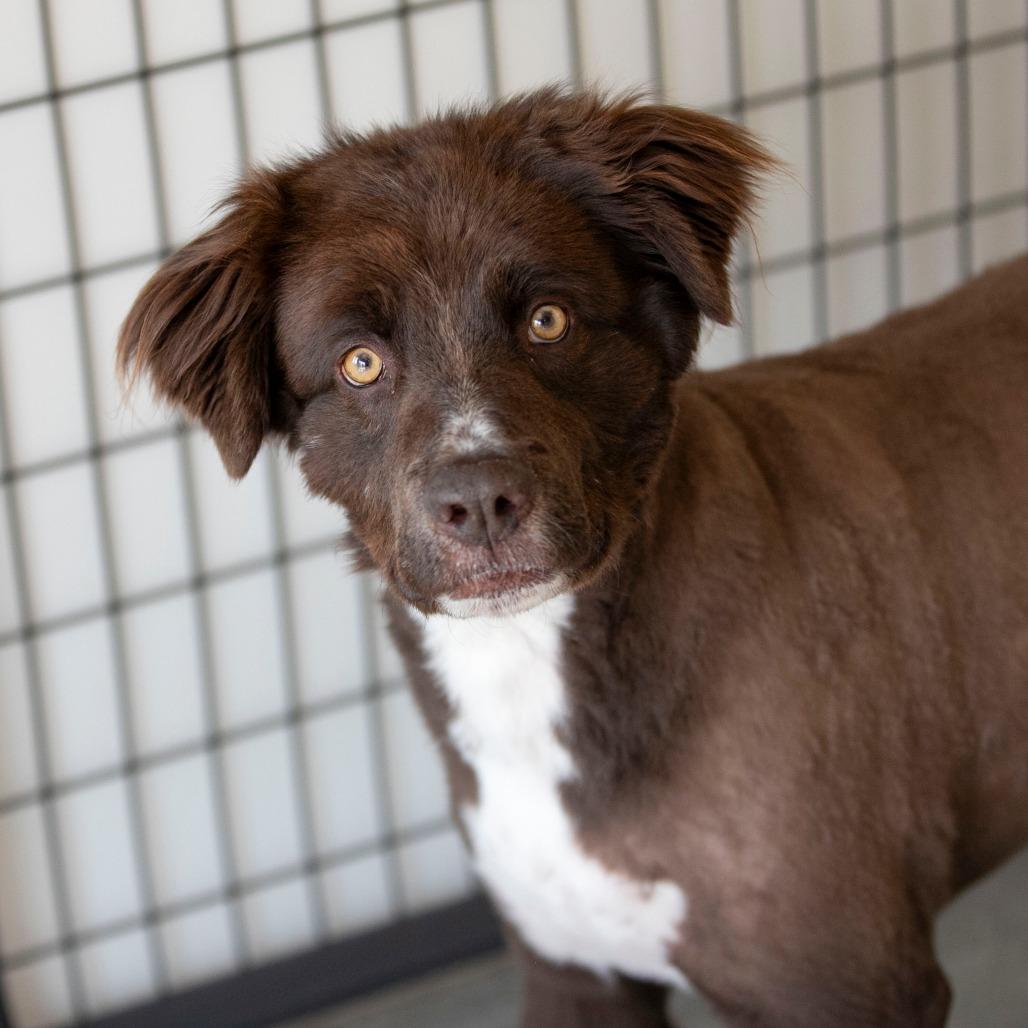 Enlarge Vega (AP26-127), a Adoptable mixed breed in Peyton, CO image 3/6