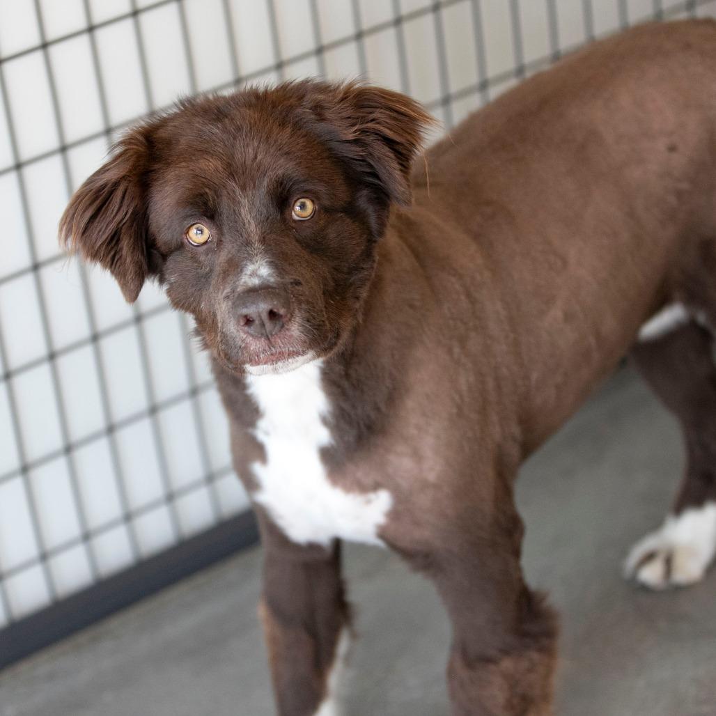 Enlarge Vega (AP26-127), a Adoptable mixed breed in Peyton, CO image 4/6