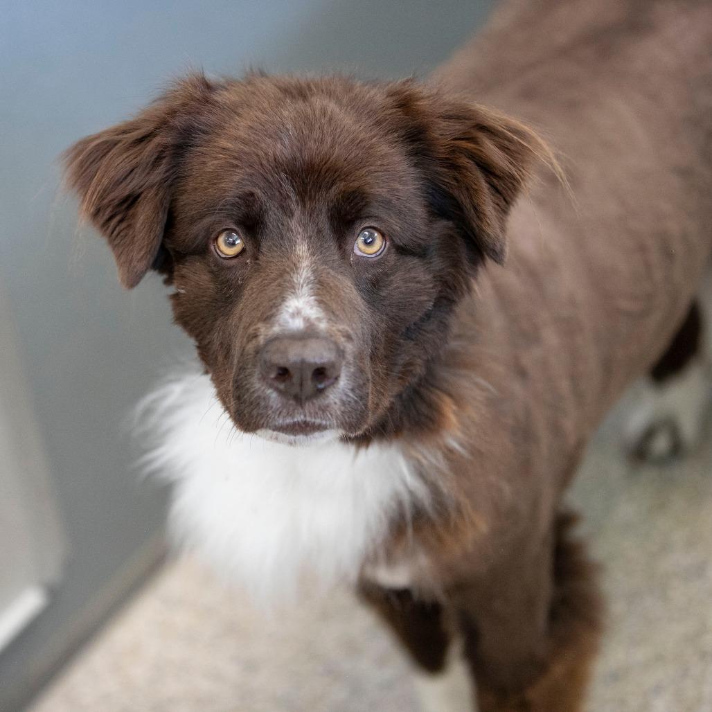 Enlarge Vega (AP26-127), a Adoptable mixed breed in Peyton, CO image 5/6