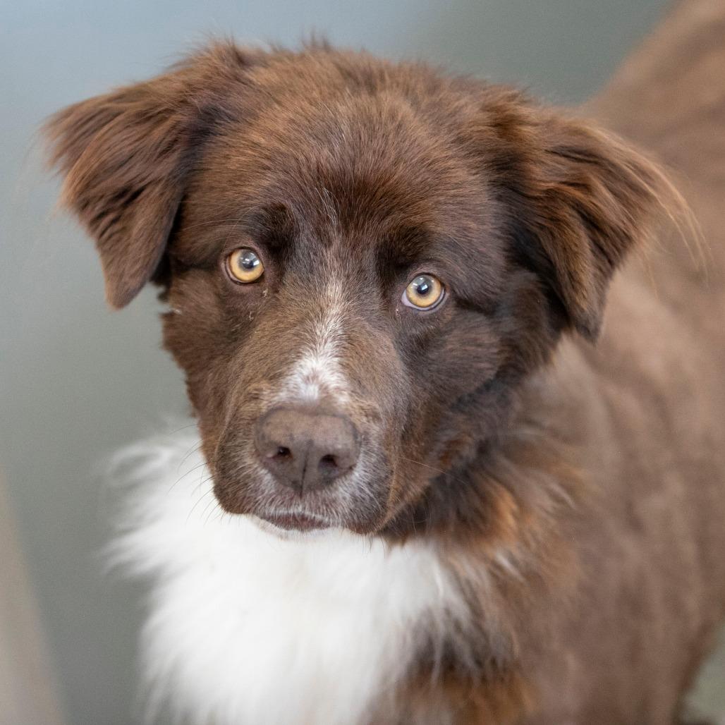 Enlarge Vega (AP26-127), a Adoptable mixed breed in Peyton, CO image 6/6