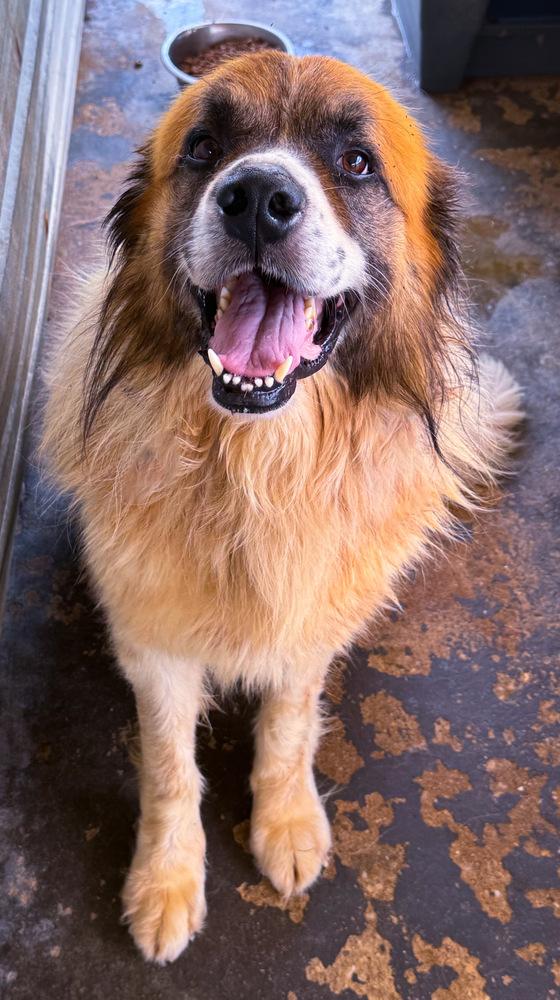 Little Bear (Senior)