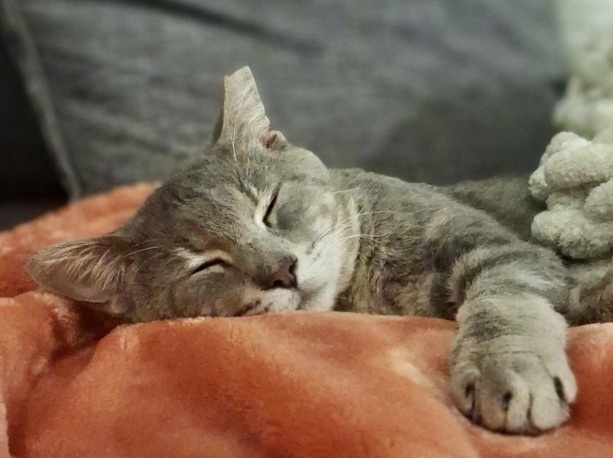 Shot by a BB GUN, adopted, Adult Male American Shorthair.