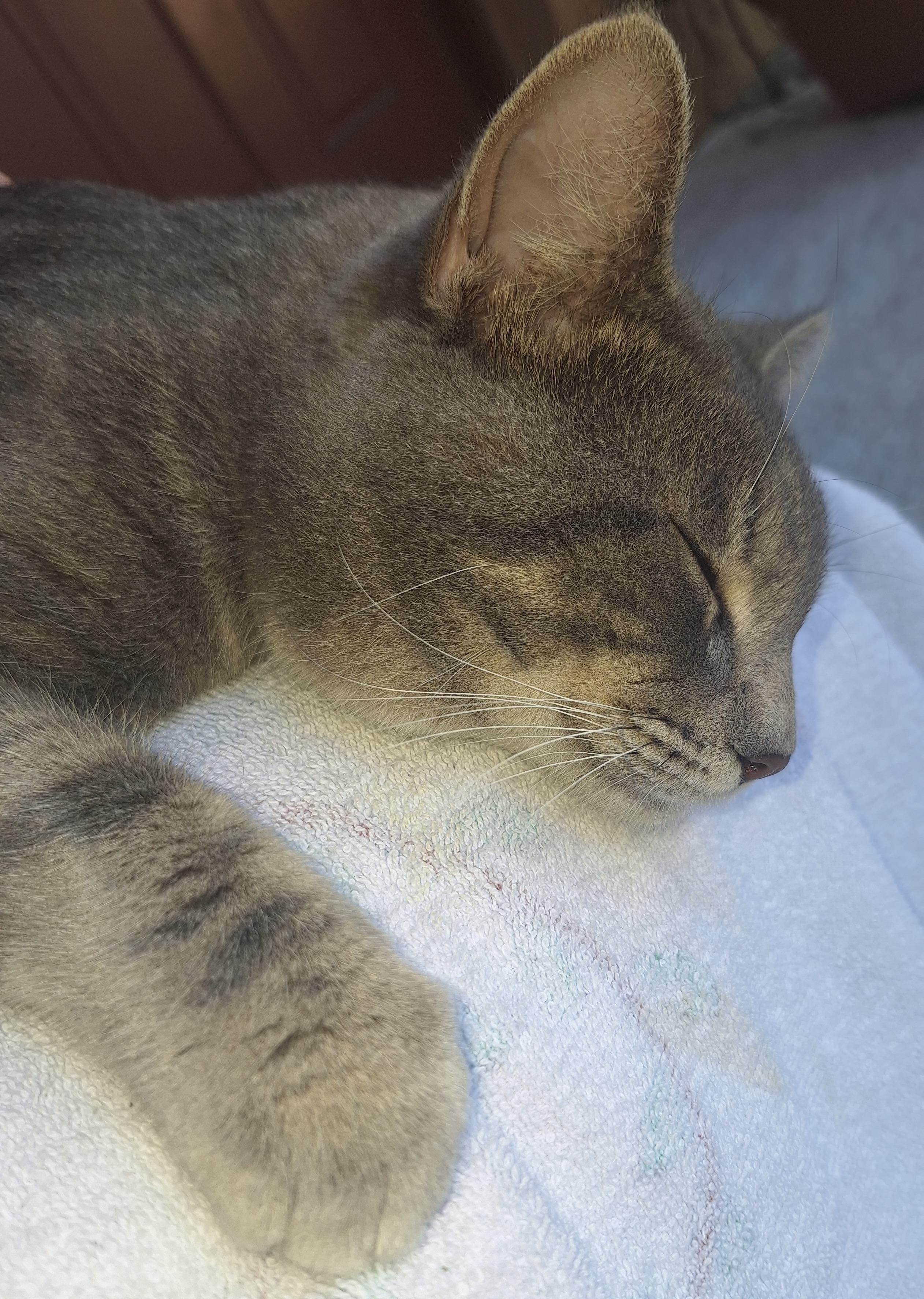 Shot by a BB GUN, an adopted American Shorthair in Fort Myers Beach, FL image 3/4
