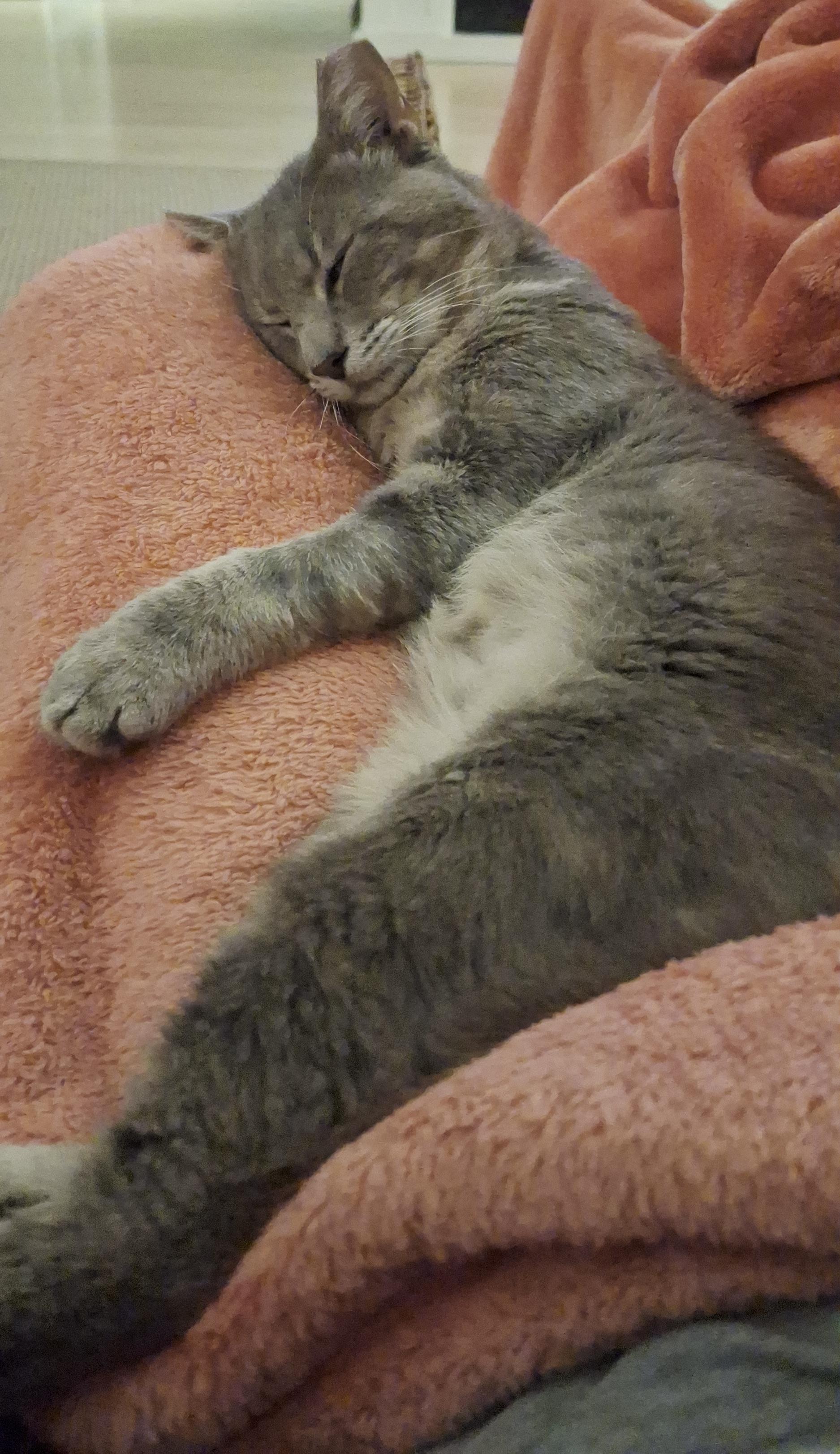 Shot by a BB GUN, an adopted American Shorthair in Fort Myers Beach, FL image 4/4