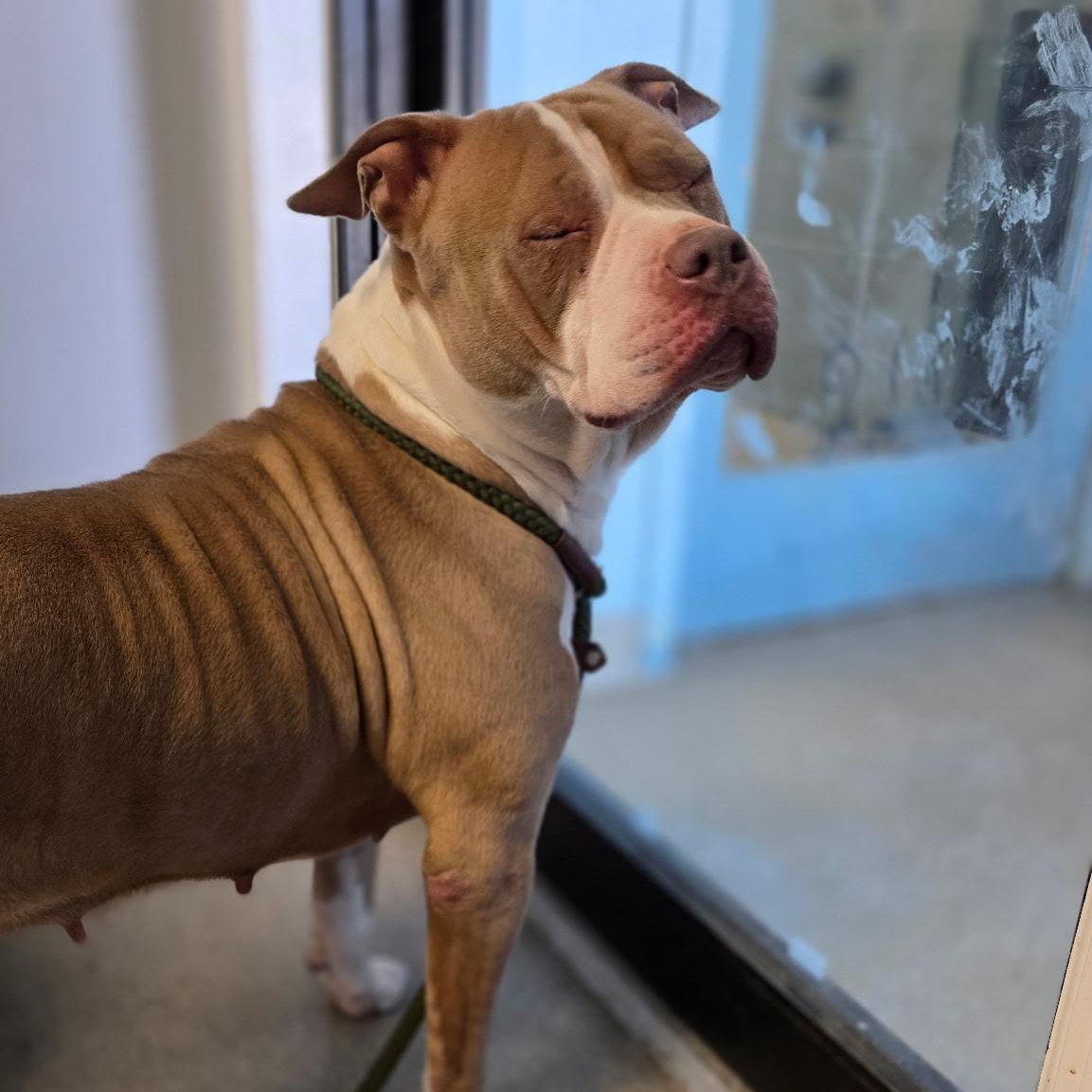 Enlarge Eva, a ADOPTABLE mixed breed in Smithtown, NY image 4/5