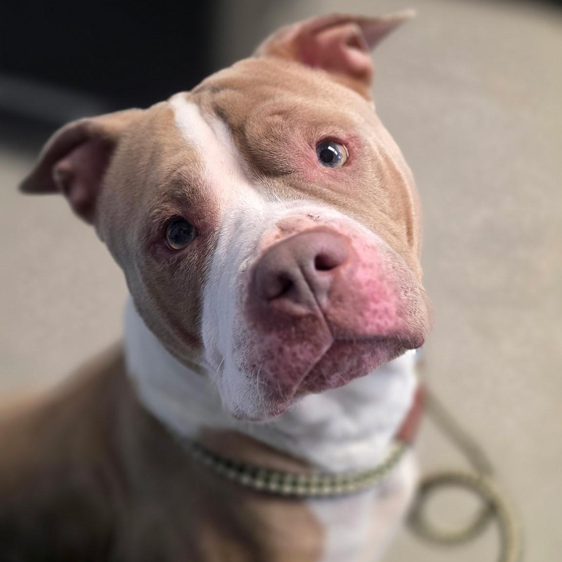 Enlarge Eva, a ADOPTABLE mixed breed in Smithtown, NY image 5/5