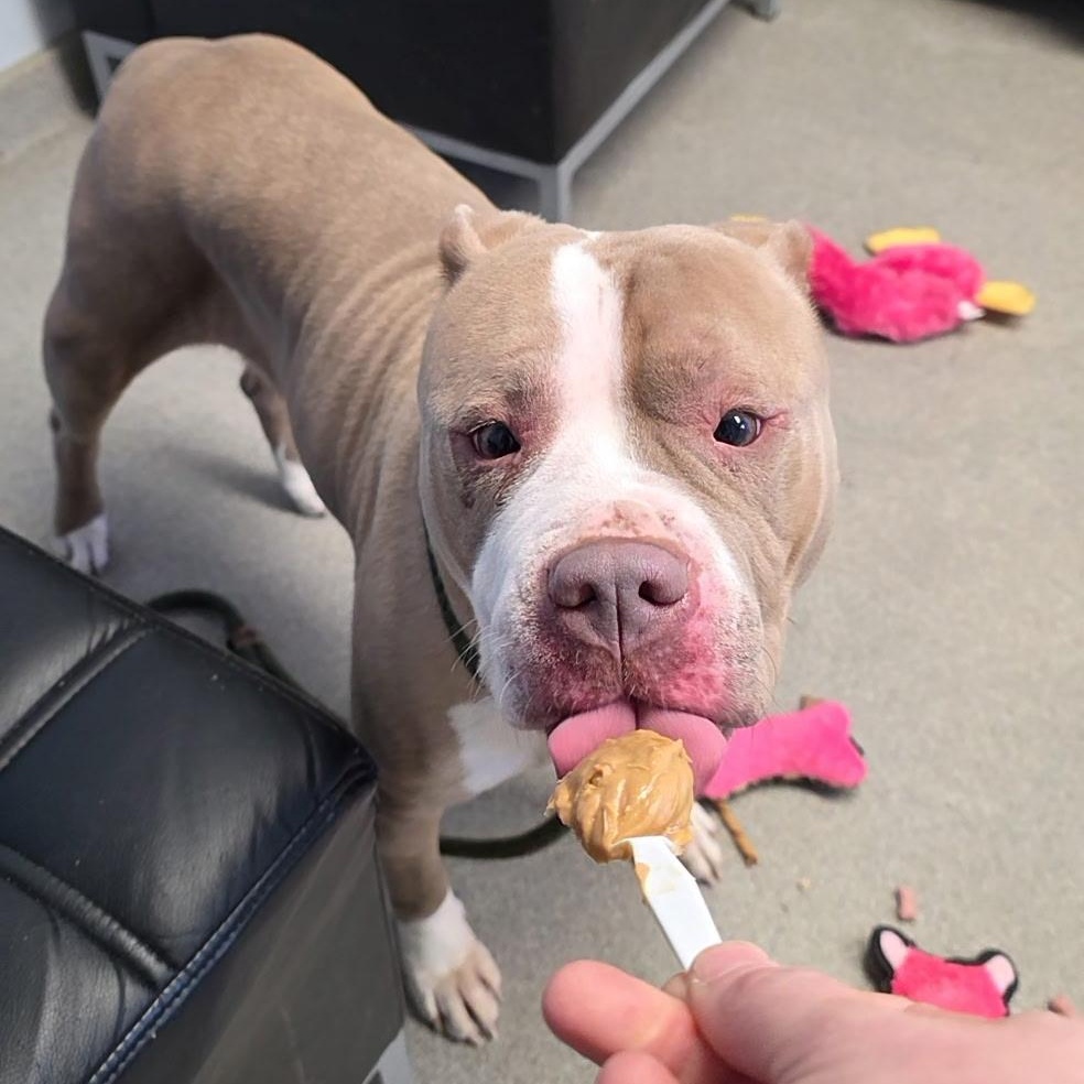 Enlarge Eva, a ADOPTABLE mixed breed in Smithtown, NY image 2/5