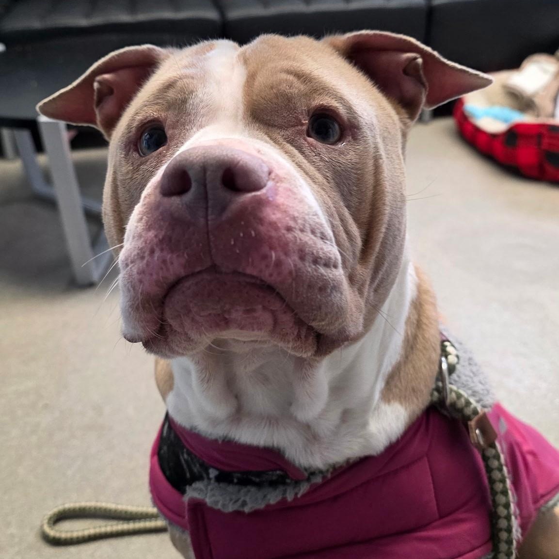 Enlarge Eva, a ADOPTABLE mixed breed in Smithtown, NY image 3/5