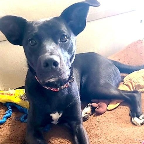 Holloway, an adopted mixed breed in Palm Harbor, FL image 1/2