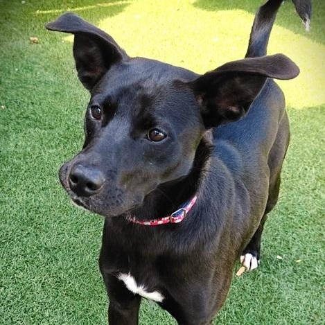 Holloway, an adopted mixed breed in Palm Harbor, FL image 2/2