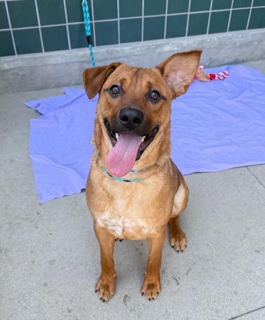 Enlarge COPPER, a Adoptable mixed breed in Rancho Cucamonga, CA image 1/1